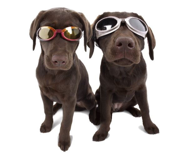 Os óculos de sol para cães são mais que enfeites, são acessórios essenciais para manter a saúde de seu animalzinho (Foto: Divulgação) 